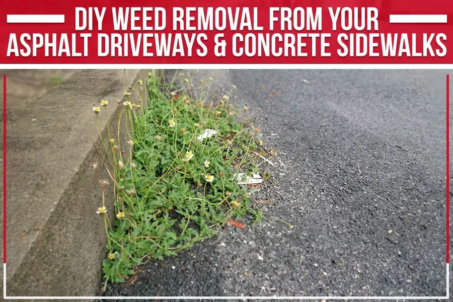 weeds sprouting next to driveway